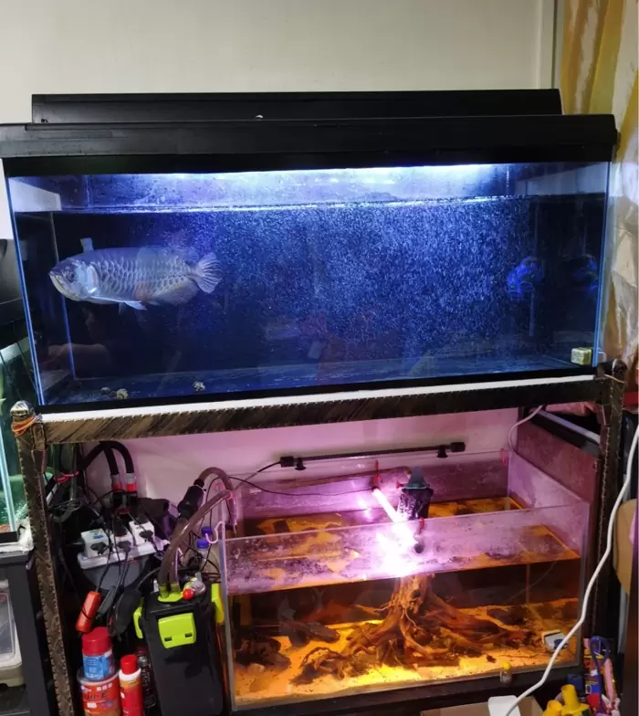 4ft Fish tank + FLUVAL 407 Performance Canister Filter